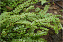 Capparis rotundifolia